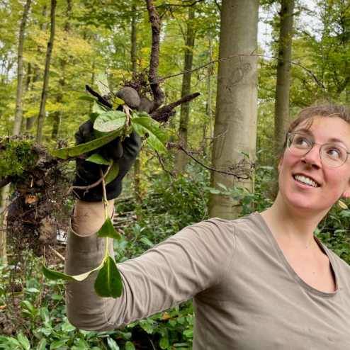 Kirschlorbeer rausreißen im Karlsruher Bergwald