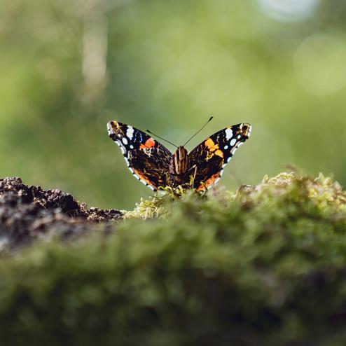 schmetterling_unterschonau.jpg