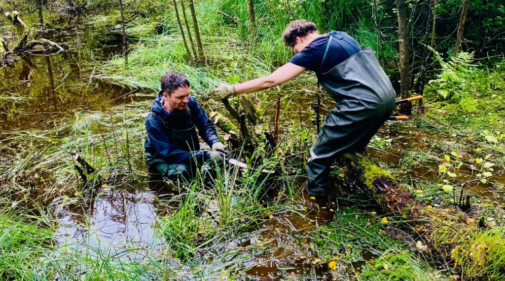 Gehölzrückschnitt im Erlenbruchwald