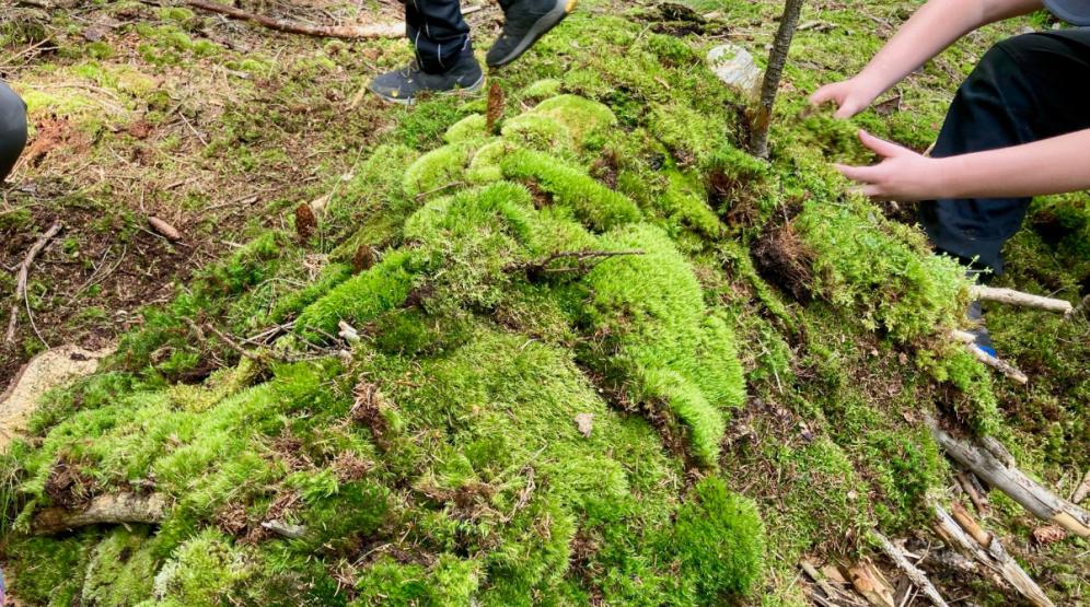 Geheckplatz im Zukunftswald