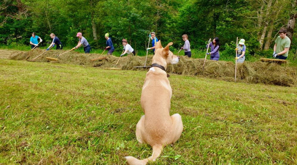 Abwärtsrechen mit Therapiehund