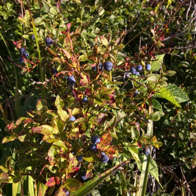 Blaubeeren am Strauch