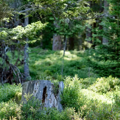 Baumstumpf in einem Wald