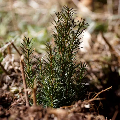 Nahaufnahme eines frisch gepflanzten Nadelbaum-Setzlings