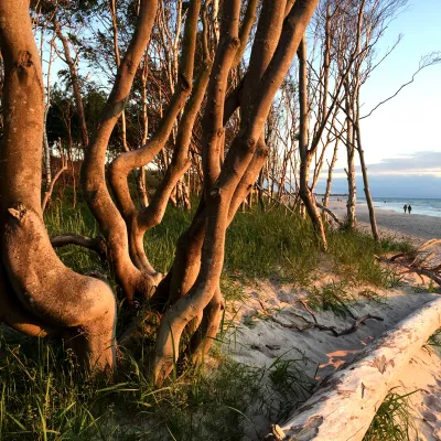 Bäume in Strandnähe