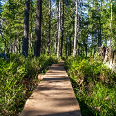  Bohlenweg im Moor