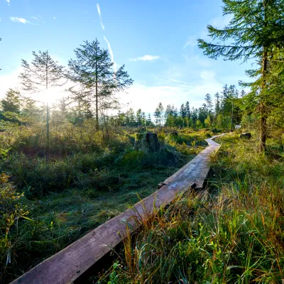 Bohlenweg im Moor