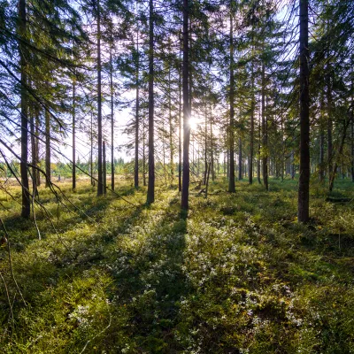 Lichter Wald