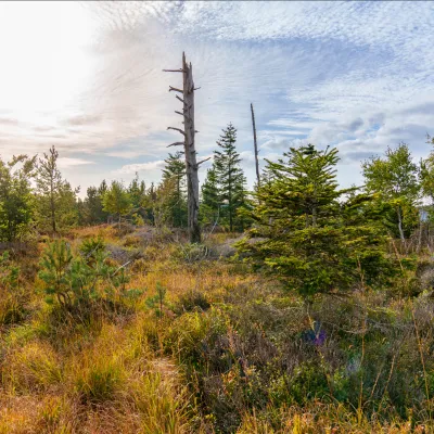 Offene Landschaft mit abgestorbenem Baum