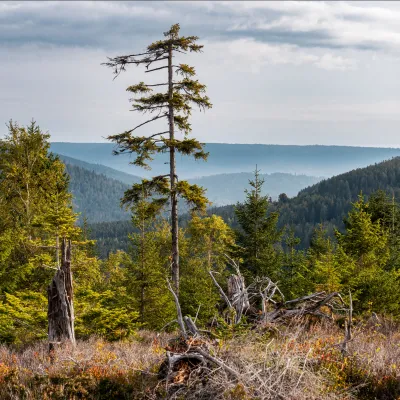 Waldige Landschaft mit abgestorbenen Bäumen