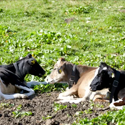 Drei liegende Kühe auf einer Wiese