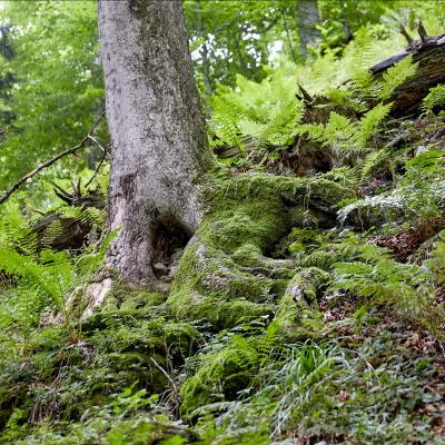 Blick in den Wald