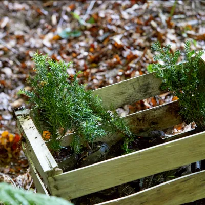 Setzlinge in einer Holzkiste