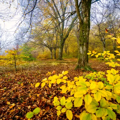 Blick in einen lichten Herbstwald