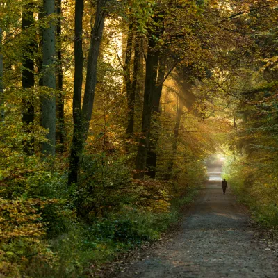 Herbstwald mit Spaziergänger in der Ferne