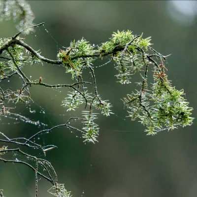 Nahaufnahme eines Nadelbaum-Astes