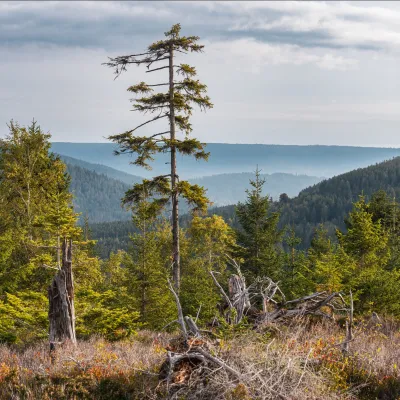 Blick auf waldige Landschaft mit abgestorbenen Bäumen