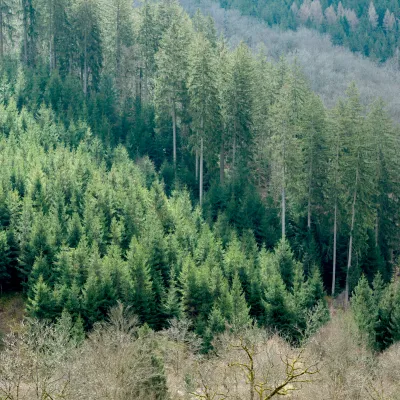 Blick auf ein Waldstück im Odenwald