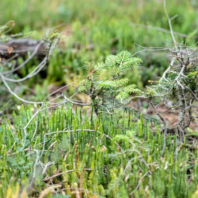 Nahaufnahme eines Waldbodens