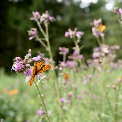 Wildblumen mit Schmetterling