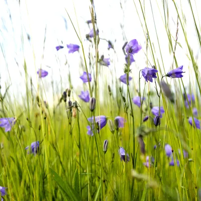 Glockenblumen