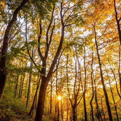 Blick in einen stimmungsvollen Herbstwald