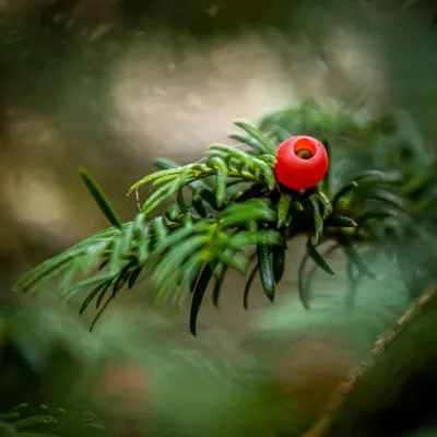 Nahaufnahme eines Eibenastes mit leuchtend roter Scheinbeere