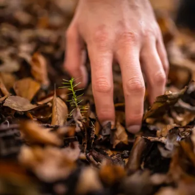 Hand befreit eine kleine Eiben-Jungpflanze von Laub