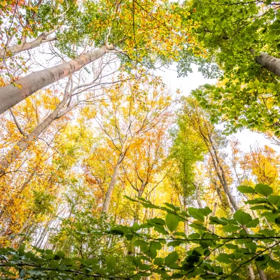 Blick in einen stimmungsvollen Herbstwald