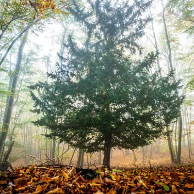 Freistehender Baum im Wald