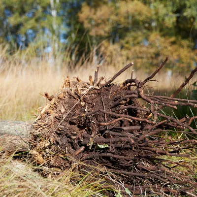 ausgegrabene Sträuche mit starkem Wurzelwerk