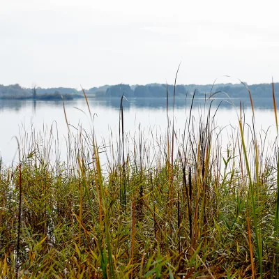 Schilf vor See