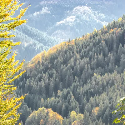 Weiter Blick auf die Wälder in Forbach