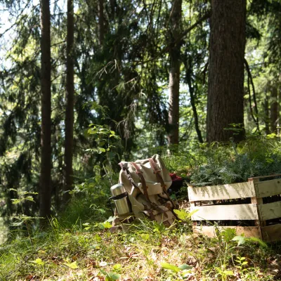 Stilleben im Wald mit Jungpflanzen und Rucksack