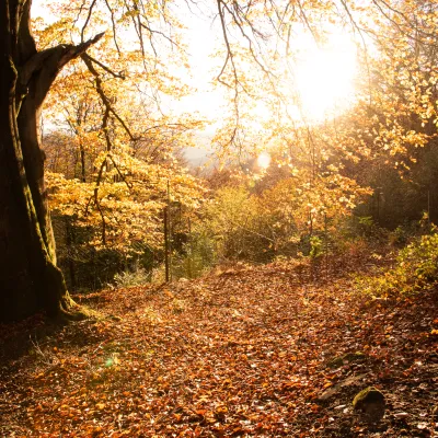 Herbstliche Laubbäume