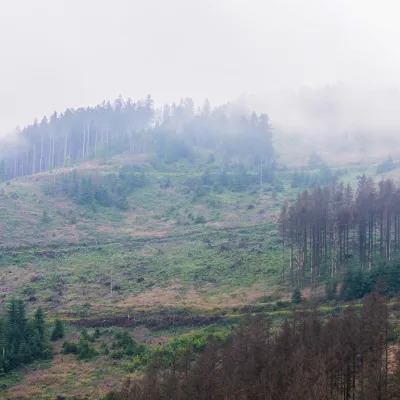 Blick auf eine Waldlandschaft mit abgestorbenen Bäumen in Clausthal-Zellerfeld