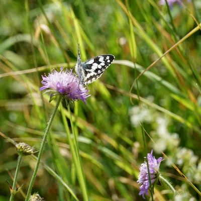 Nahaufnahme eines Falters auf einer Blüte