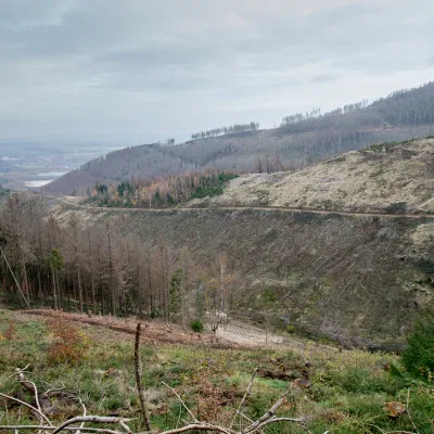 Weiter Blick auf einen abgestorbenen Wald in Goslar