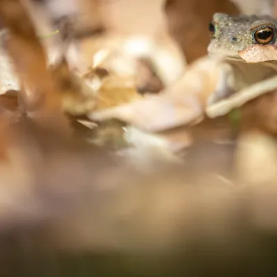 Nahaufnahme eines Frosches