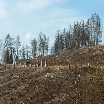 Abgestorbene Bäume auf einer Fläche in Hemer