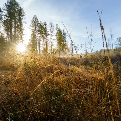 BWP_Reinhardswald_Landschaft.jpg