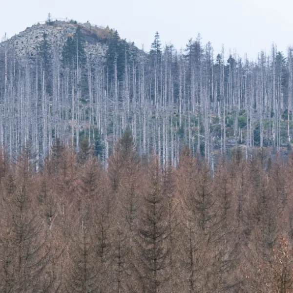 Waldsterben 2.0 symbolisiert durch sterbende Bäume