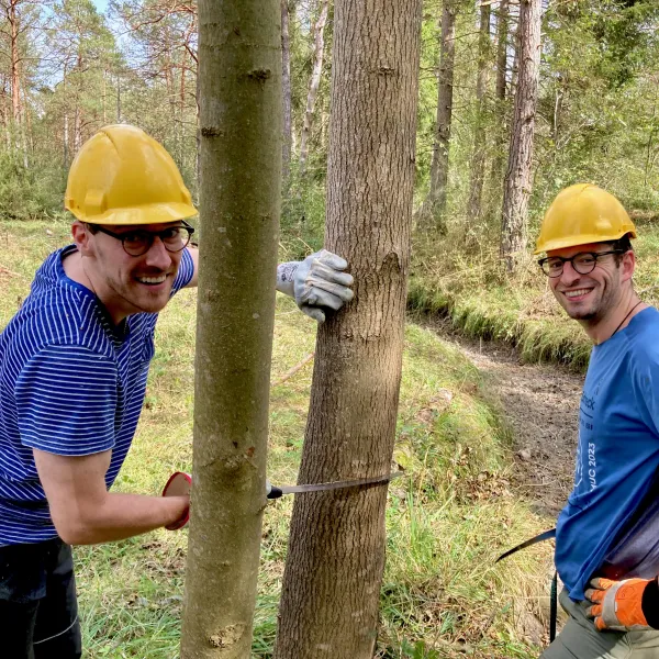 Baumfällarbeiten im Schneeheide-Kiefernwald