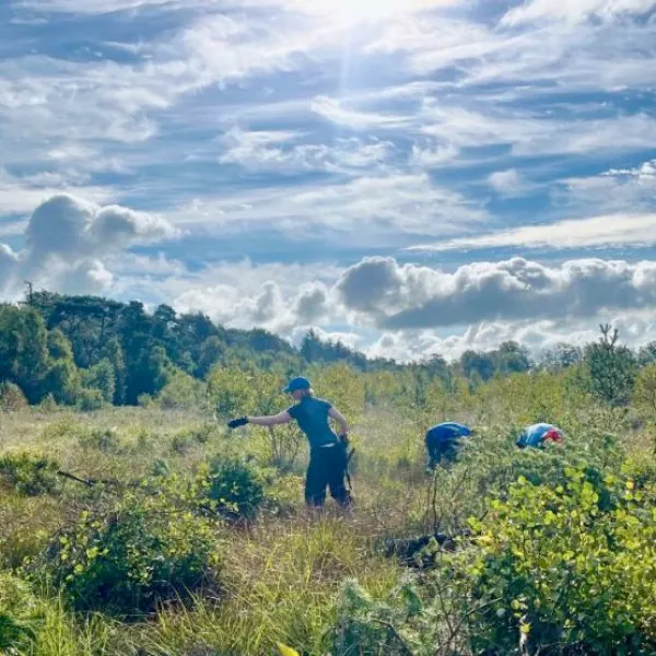 Menschen entkusseln Hochmoor in Neuneburg