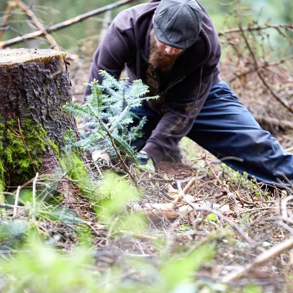 Mann pflanzt Weißtanne im Wald