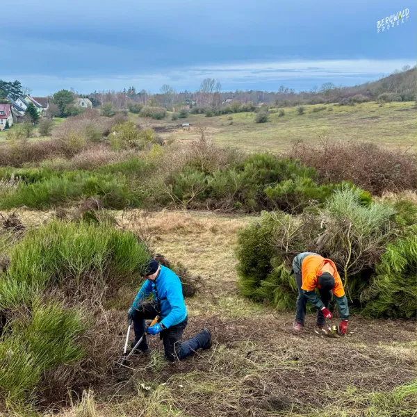 Hiddensee wird ginsterfrei