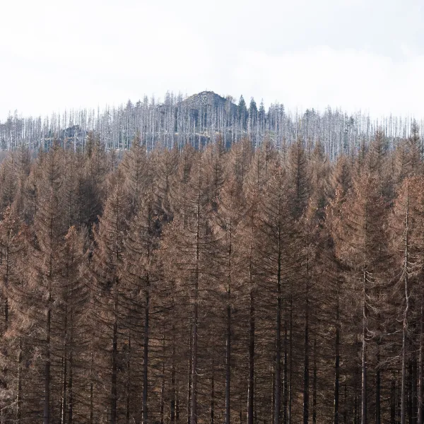 abgestorbener Wald in Braunlage