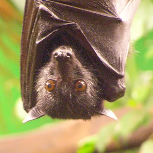 Fledermaus hängt kopfüber von der Decke