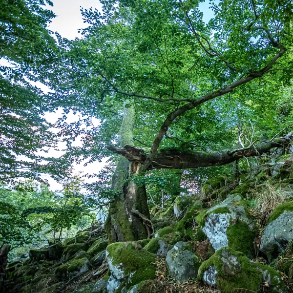 wilder Wald