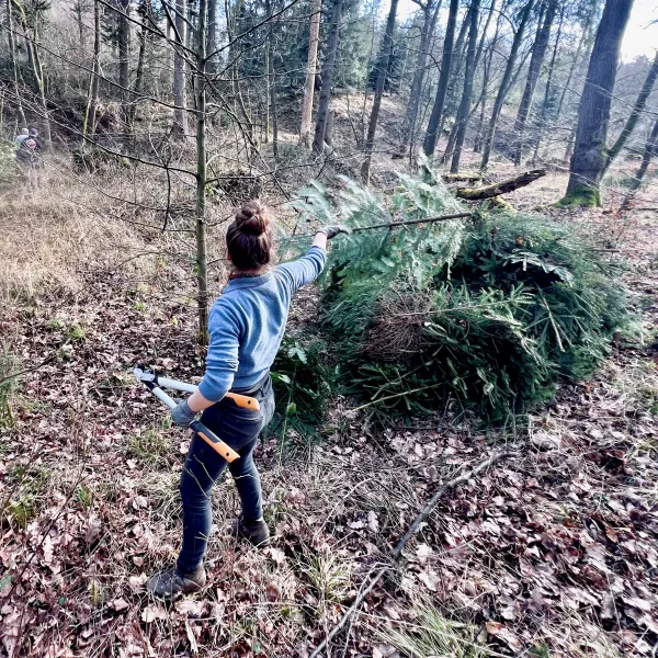 Invasive Küstentanne wird weggeschnitten